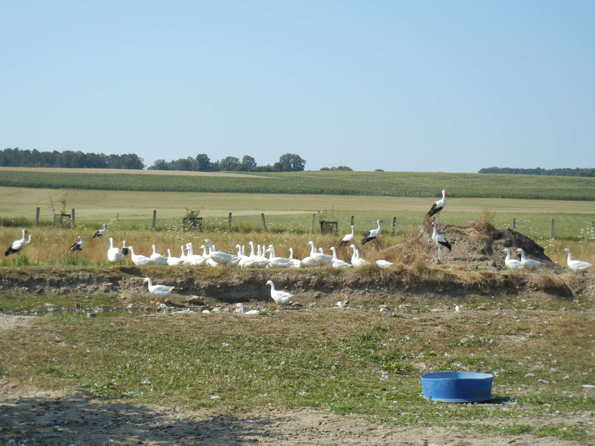 Aufzucht & Haltung Lochmuellersbiohof